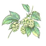 Great Grandfather's livelihood: the hop plant.