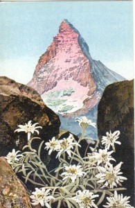 This postcard has the edelweiss flower the German alpine troops used as a patch on their uniforms